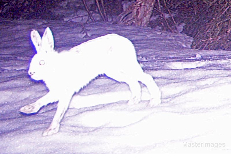 SnowshoeHare_040211_2323hrs.jpg - Snowshoe Hare (Lepus americanus)